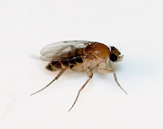 Новый потенциальный вредитель запасов сельскохозяйственной продукции многоядная муха-горбатка Megaselia scalaris (Loew, 1866)